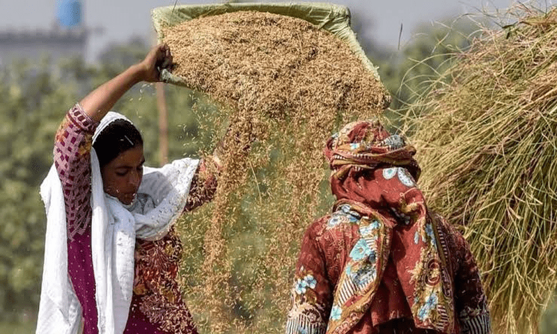    خواتین کسان کے ساتھ ناانصافیوں کا خاتمہ کیسے ہوگا 