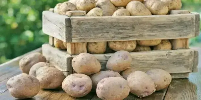  قازقستان کی پاکستان سے 50 ہزار ٹن آلو درآمد میں دلچسپی، زرعی برآمدات کے لیے نیا موقع