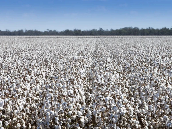  سفید سونے کی پیداوار میں تاریخی کمی، ٹیکسٹائل انڈسٹری کے لیے خطرے کی گھنٹی