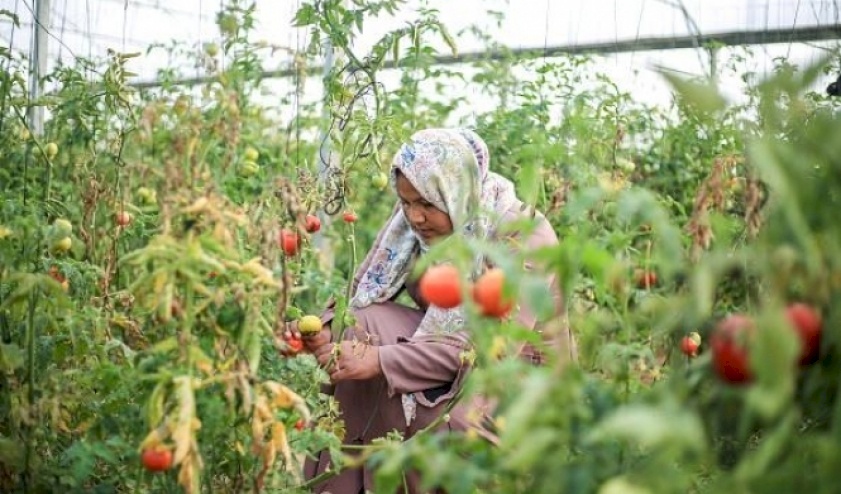  فلسطینی محنت کش خواتین کی جدوجہد اور غزہ میں معاشی تباہی