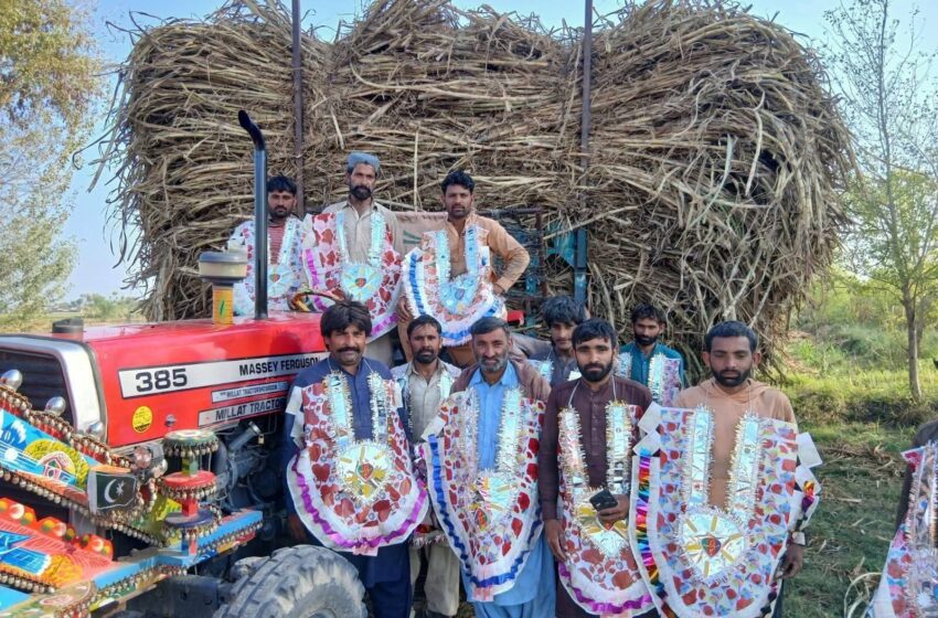  گنے کی کٹائی مکمل، زمیندار نے محنت کش کسانوں کو پھولوں کے ہار پہنا دیئے