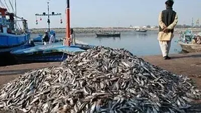  قومی فشریز پالیسی سے 10 ارب ڈالر آمدنی کا ہدف: جنید انور چوہدری